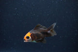 2Pack Thai Oranda   2 Inch (ID#1122ToPTD-1) Free2Day SHIPPING