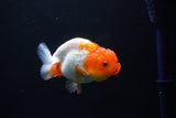 Juvenile Lionchu  Red White 3.5 Inch (ID#1101R11b-17) Free2Day SHIPPING