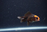 2Pack Thai Oranda   2 Inch (ID#1122ToPTD-1) Free2Day SHIPPING