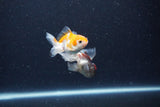 2Pack Thai Oranda   2 Inch (ID#1122ToPTD-2) Free2Day SHIPPING