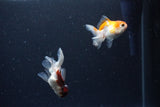 2Pack Thai Oranda   2 Inch (ID#1122ToPTD-2) Free2Day SHIPPING