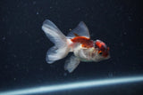 2Pack Thai Oranda   2 Inch (ID#1122ToPTD-2) Free2Day SHIPPING