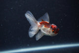 2Pack Thai Oranda   2 Inch (ID#1122ToPTD-2) Free2Day SHIPPING