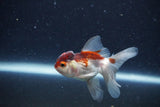 2Pack Thai Oranda   2 Inch (ID#1122ToPTD-2) Free2Day SHIPPING