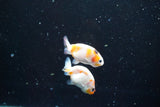 2Pack Thai Ranchu   2 Inch (ID#913ToPtD-42) Free2Day SHIPPING