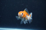 2Pack Thai Oranda   2 Inch (ID#1122ToPTD-2) Free2Day SHIPPING