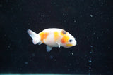 2Pack Thai Ranchu   2 Inch (ID#913ToPtD-42) Free2Day SHIPPING