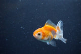 2Pack Thai Oranda   2 Inch (ID#1122ToPTD-2) Free2Day SHIPPING