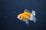 2Pack Thai Oranda   2 Inch (ID#1122ToPTD-2) Free2Day SHIPPING