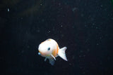 2Pack Thai Ranchu   2 Inch (ID#913ToPtD-42) Free2Day SHIPPING