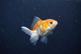 2Pack Thai Oranda   2 Inch (ID#1122ToPTD-2) Free2Day SHIPPING