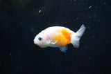 2Pack Thai Ranchu   2 Inch (ID#913ToPtD-42) Free2Day SHIPPING