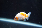 2Pack Thai Ranchu   2 Inch (ID#913ToPtD-42) Free2Day SHIPPING