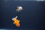 2Pack Thai Oranda   2 Inch (ID#1122ToPTD-3) Free2Day SHIPPING