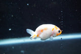 2Pack Thai Ranchu   2 Inch (ID#913ToPtD-42) Free2Day SHIPPING