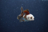 2Pack Thai Oranda   2 Inch (ID#1122ToPTD-3) Free2Day SHIPPING