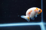 2Pack Thai Ranchu   2 Inch (ID#913ToPtD-42) Free2Day SHIPPING