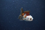 2Pack Thai Oranda   2 Inch (ID#1122ToPTD-3) Free2Day SHIPPING