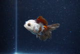 2Pack Thai Oranda   2 Inch (ID#1122ToPTD-3) Free2Day SHIPPING