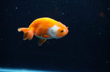 Baby Ranchu  Red White 3 Inch (ID#321R9c-26) Free2Day SHIPPING