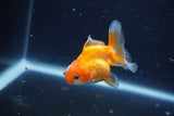 2Pack Thai Oranda   2 Inch (ID#1122ToPTD-3) Free2Day SHIPPING