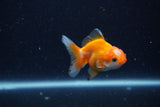 2Pack Thai Oranda   2 Inch (ID#1122ToPTD-3) Free2Day SHIPPING