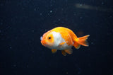 Baby Ranchu  Red White 3 Inch (ID#321R9c-26) Free2Day SHIPPING