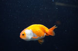 Baby Ranchu  Red White 3 Inch (ID#321R9c-26) Free2Day SHIPPING