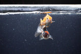 2Pack Thai Oranda   2 Inch (ID#1122ToPTD-4) Free2Day SHIPPING