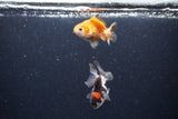 2Pack Thai Oranda   2 Inch (ID#1122ToPTD-4) Free2Day SHIPPING