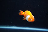 Baby Ranchu  Red White 3 Inch (ID#321R9c-26) Free2Day SHIPPING