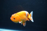 Juvenile Lionchu  Red White 3.5 Inch (ID#1101R11b-20) Free2Day SHIPPING