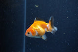 2Pack Thai Oranda   2 Inch (ID#1122ToPTD-4) Free2Day SHIPPING