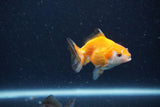 2Pack Thai Oranda   2 Inch (ID#1122ToPTD-4) Free2Day SHIPPING