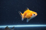 2Pack Thai Oranda   2 Inch (ID#1122ToPTD-4) Free2Day SHIPPING