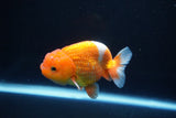 Juvenile Lionchu  Red White 3.5 Inch (ID#1101R11b-20) Free2Day SHIPPING