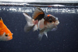 2Pack Thai Oranda   2 Inch (ID#1122ToPTD-4) Free2Day SHIPPING