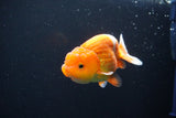 Juvenile Lionchu  Red White 3.5 Inch (ID#1101R11b-20) Free2Day SHIPPING