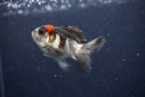 2Pack Thai Oranda   2 Inch (ID#1122ToPTD-4) Free2Day SHIPPING