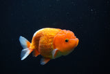 Juvenile Lionchu  Red White 3.5 Inch (ID#1101R11b-20) Free2Day SHIPPING