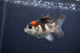 2Pack Thai Oranda   2 Inch (ID#1122ToPTD-4) Free2Day SHIPPING