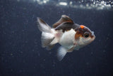 2Pack Thai Oranda   2 Inch (ID#1122ToPTD-4) Free2Day SHIPPING