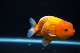 Juvenile Lionchu  Red White 3.5 Inch (ID#1101R11b-20) Free2Day SHIPPING