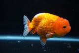 Juvenile Lionchu  Red White 3.5 Inch (ID#1101R11b-20) Free2Day SHIPPING