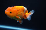 Juvenile Lionchu  Red White 3.5 Inch (ID#1101R11b-20) Free2Day SHIPPING