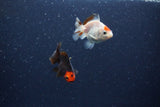 2Pack Thai Oranda   2 Inch (ID#1122ToPTD-6) Free2Day SHIPPING