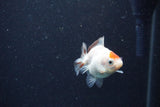 2Pack Thai Oranda   2 Inch (ID#1122ToPTD-6) Free2Day SHIPPING