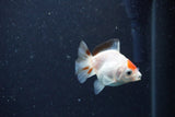 2Pack Thai Oranda   2 Inch (ID#1122ToPTD-6) Free2Day SHIPPING