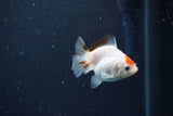 2Pack Thai Oranda   2 Inch (ID#1122ToPTD-6) Free2Day SHIPPING