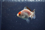 2Pack Thai Oranda   2 Inch (ID#1122ToPTD-6) Free2Day SHIPPING